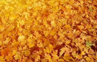 imagem colorida de fundo de folhas caídas de outono, perfeita para uso sazonal foto