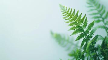 fechar-se do uma verde samambaia plantar com intrincado folha detalhes e vibrante folhagem dentro natureza foto