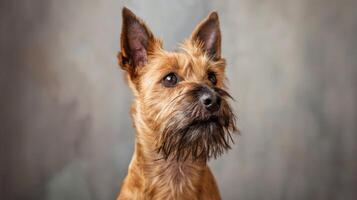 alerta escocês terrier cachorro retrato com Castanho peludo casaco e fofa alerta orelhas foto