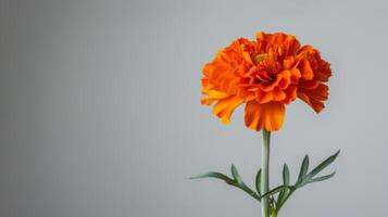 laranja calêndula flor dentro cheio flor exibindo botânico beleza e vibrante pétalas foto