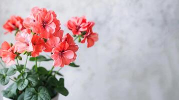 vibrante Rosa gerânio flores com delicado pétalas e fresco verde folhas dentro natural flor foto