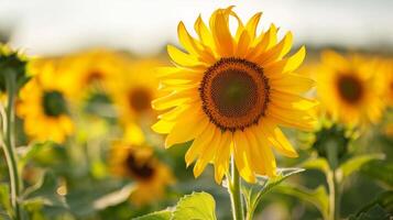 fechar-se do uma girassol dentro uma vibrante campo apresentando natureza e floral elementos com uma amarelo Flor foto