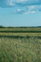 tratamento do agrícola Campos a partir de pragas foto