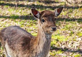 tiro do a veado dentro a floresta. animais selvagens foto