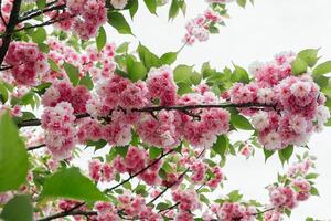 seletivo foco do lindo galhos do Rosa cereja flores em a árvore. lindo sakura flores durante Primavera estação dentro a parque, flora padronizar textura, natureza floral fundo foto