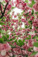 seletivo foco do lindo galhos do Rosa cereja flores em a árvore. lindo sakura flores durante Primavera estação dentro a parque, flora padronizar textura, natureza floral fundo foto