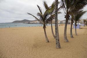 Maravilhoso cantos do vovó canaria, maspalomas, roque nublo, las palmas, porto mogan, mirador del varanda, e playa de amadores foto