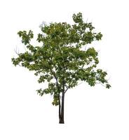 lindo verde folha solteiro árvore isolado em uma branco fundo foto