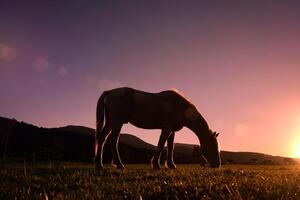 cavalo silhueta pastar e lindo pôr do sol fundo dentro horário de verão foto