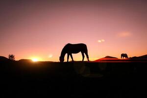 cavalo pastar dentro a Prado e pôr do sol fundo dentro horário de verão foto