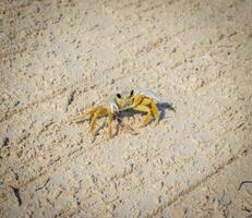 fechar acima tiro do a pequeno caranguejo em a areia. animais selvagens foto