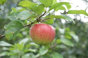 vermelho maçãs amadurecer dentro jardim foto