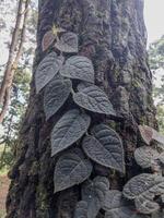 ficus vilosa plantas rastejante acima árvore roupa de baixo, olhando fechar a partir de uma lindo perspectiva. foto