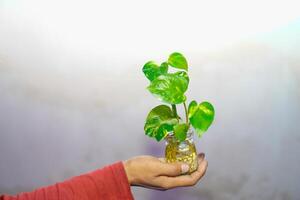 mão segurando uma pothos plantar dentro uma jarra em uma branco fundo. foto