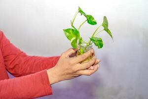 mão segurando uma pothos plantar dentro uma jarra em uma branco fundo. foto