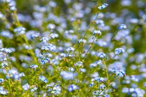 alpino azul esqueço mim não flor em uma Prado foto