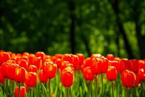 vermelho tulipas aceso de luz solar em uma flor cama. paisagismo. foto