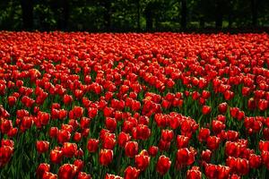 vermelho tulipas aceso de luz solar em uma flor cama. paisagismo. foto