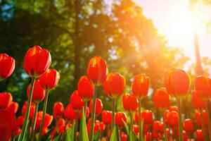 vermelho tulipas aceso de luz solar em uma flor cama. paisagismo. foto