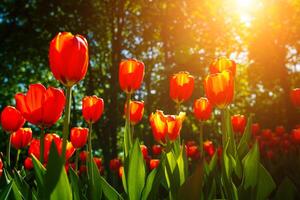 vermelho tulipas aceso de luz solar em uma flor cama. paisagismo. foto