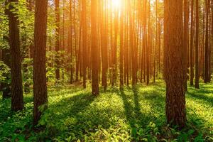 pôr do sol ou alvorecer dentro uma pinho floresta com lírios do a vale florescendo em a chão. foto