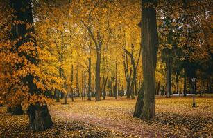 dourado outono dentro uma cidade parque com árvores e caído folhas em uma nublado dia. vintage filme estética. foto