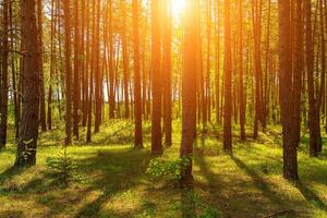 pôr do sol ou alvorecer dentro uma pinho floresta dentro Primavera ou cedo verão. foto