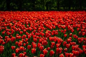 vermelho tulipas aceso de luz solar em uma flor cama. paisagismo. foto