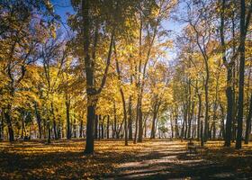 folha outono dentro a cidade parque dentro dourado outono. panorama com bordos e de outros árvores em uma ensolarado dia. vintage filme estética. foto