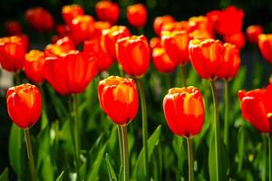 vermelho tulipas aceso de luz solar em uma flor cama. paisagismo. foto