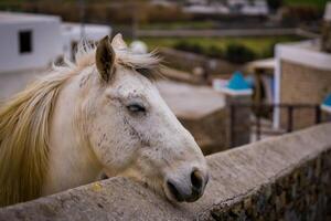 branco cavalo com varrido pelo vento juba foto