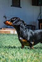 régio dachshund dentro a jardim foto