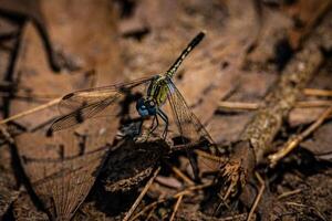 gracioso libélula aterrissagem foto