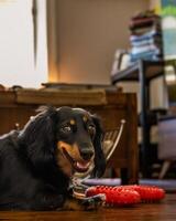 brincalhão dachshund com brinquedo foto