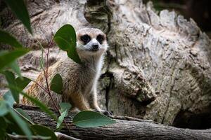 alerta meerkat em tenha cuidado foto