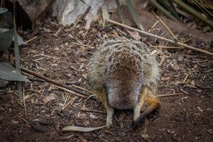 meerkat em a terra foto