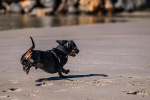 costeiro canino excitação foto