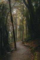 místico floresta caminho foto