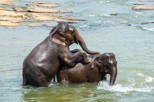 masculino elefante tentando para ter sexo com fêmea elefante para faço bebê elefantes dentro rio do pinnawala, sri lanka. conceptual tiro do animal comportamento dentro a natureza. foto