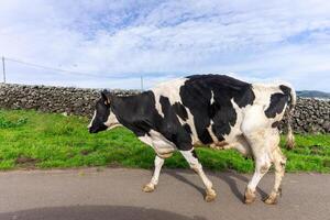 gracioso laticínios vaca passeando ao longo uma estrada em terceira ilha, Açores. foto