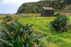 uma típica açoriano casa construído com vulcânico Preto Rocha no meio uma plantação do pássaro do paraíso flores foto