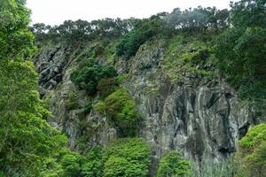 natural vulcânico Rocha parede adornado com exuberante vegetação, capturando a áspero beleza do terceira ilha, Açores. foto