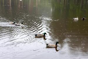 patos natação dentro a pitoresco lagoa das patas, terceira ilha, Açores. uma sereno e natural cena, perfeito para animais selvagens e natureza projetos. foto