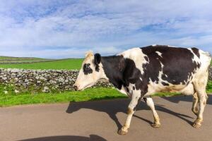 gracioso laticínios vaca passeando ao longo uma estrada em terceira ilha, Açores. foto