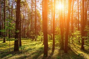 pôr do sol ou alvorecer dentro uma pinho floresta dentro Primavera ou cedo verão. foto