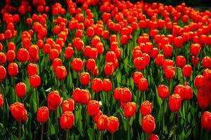 vermelho tulipas aceso de luz solar em uma flor cama. paisagismo. foto