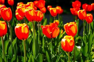 vermelho tulipas aceso de luz solar em uma flor cama. paisagismo. foto