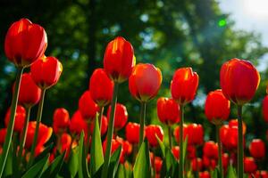 vermelho tulipas aceso de luz solar em uma flor cama. paisagismo. foto