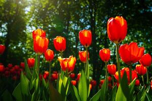 vermelho tulipas aceso de luz solar em uma flor cama. paisagismo. foto