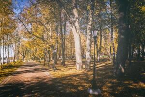 folha outono dentro a cidade parque dentro dourado outono. panorama com bordos e de outros árvores em uma ensolarado dia. vintage filme estética. foto